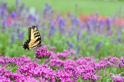 吸引蝴蝶到你的花园的3个技巧